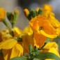 Preview: Goldlack Golden (Samen)