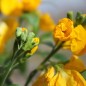 Preview: Goldlack Golden (Samen)