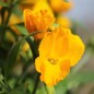 Preview: Goldlack Golden (Samen)