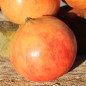 Preview: Granatapfel Gabes (Pflanze)