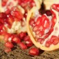 Preview: Granatapfel Gabes (Pflanze)