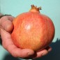 Preview: Granatapfel Kazake (Pflanze)