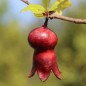 Preview: Granatapfel Melograno Nero (Pflanze)