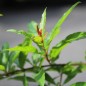 Preview: Granatapfel Provence (Pflanze)