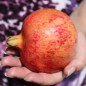 Preview: Granatapfel Salavatski (Pflanze)
