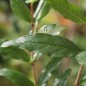 Preview: Granatapfel Seedless (Pflanze)