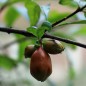 Preview: Granatapfel Seedless (Pflanze)