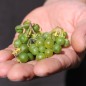 Preview: Greenberry (Samen)