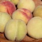 Preview: Grüner Weingartenpfirsich (Pflanze)