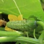 Preview: Gurke Boston Pickling  (Samen)