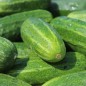 Preview: Gurke Bush Crop (Samen)