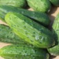 Preview: Gurke Bush Crop (Samen)