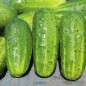Preview: Gurke Bush Crop (Samen)