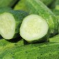 Preview: Gurke Bush Crop (Samen)