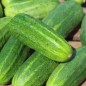 Preview: Gurke Bush Crop (Samen)