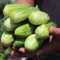 Preview: Gurke Bush Pickle (Samen)
