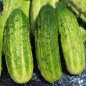 Preview: Gurke Bush Pickle (Samen)