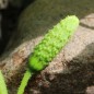 Preview: Gurke Bush Pickle (Samen)