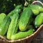 Preview: Gurke Bushy (Samen)