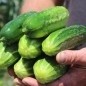 Preview: Gurke Bushy (Samen)