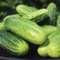 Preview: Gurke Bushy (Samen)