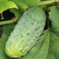 Preview: Gurke Bushy (Samen)