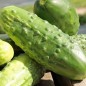 Preview: Gurke Bushy (Samen)