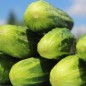 Preview: Gurke Bushy (Samen)