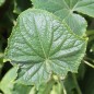 Preview: Gurke Chrystal Apple (Samen)