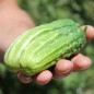 Preview: Gurke Delicius (Samen)