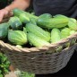 Preview: Gurke Delicius (Samen)