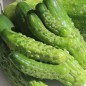 Preview: Gurke Homemade Pickles (Samen)