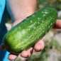 Preview: Gurke Homemade Pickles (Samen)
