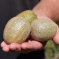 Preview: Gurke Little Potato (Samen)