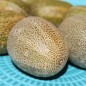 Preview: Gurke Little Potato (Samen)