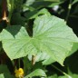 Preview: Gurke Little Potato (Samen)