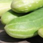 Preview: Gurke Long de Chine (Samen)