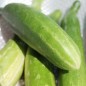 Preview: Gurke Long de Chine (Samen)