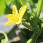 Preview: Gurke Marketmore 76 (Samen)