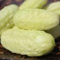 Preview: Gurke Miniature White (Samen)