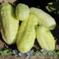 Preview: Gurke Miniature White (Samen)
