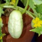 Preview: Gurke Miniature White (Samen)