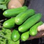 Preview: Gurke Muncher (Samen)