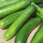 Preview: Gurke Muncher (Samen)