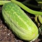 Preview: Gurke Parisian Pickling (Samen)