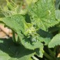 Preview: Gurke Parisian Pickling (Samen)