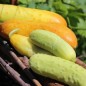 Preview: Gurke Phoona Kheera (Samen)