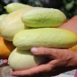 Preview: Gurke Phoona Kheera (Samen)