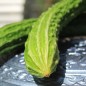 Preview: Gurke Suyo Long (Samen)