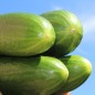 Preview: Gurke Tendergreen Burpless (Samen)